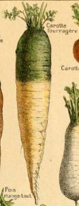 Adolphe Millot legume et plante potageres-pour tous carotte fourragere