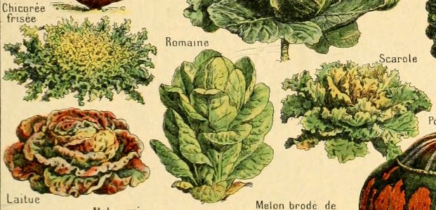 Adolphe Millot legume et plante potageres-pour tous cropped4