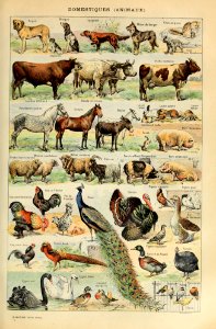 Adolphe Millot animaux-pour tous