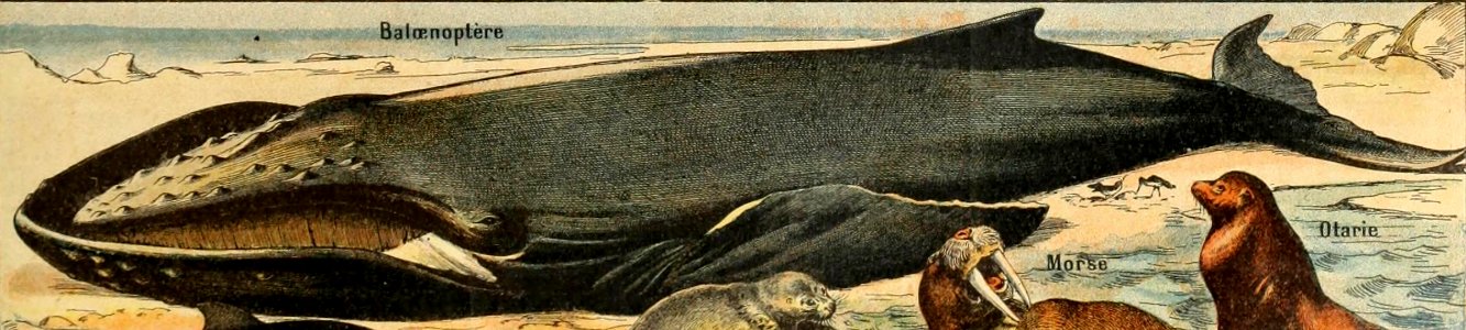 Adolphe Millot mammiferes B-pour tous baloenoptere