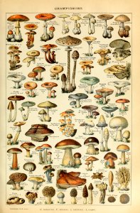 Adolphe Millot champignons-pour tous