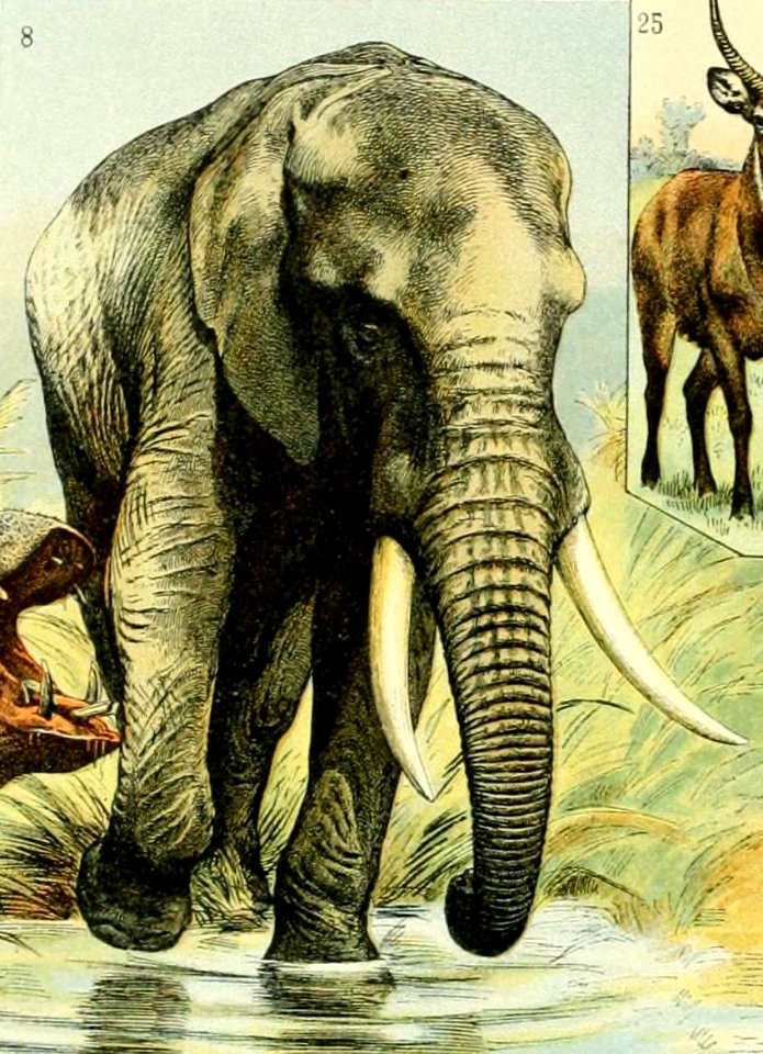 Adolphe Millot mammiferes B2 elephant d Afrique