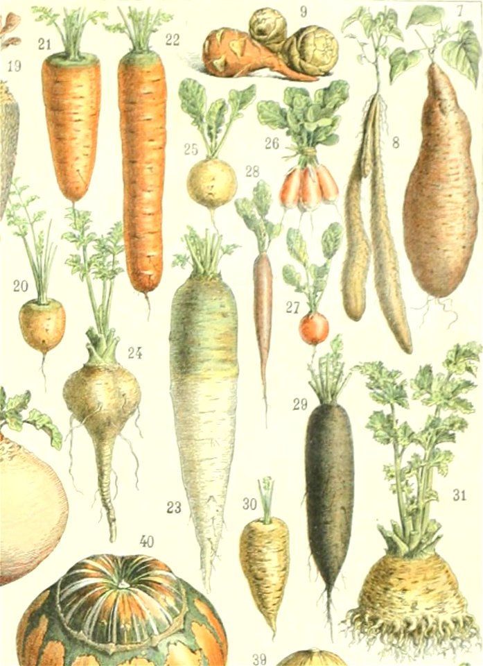 Adolphe Millot legume et plante potageres carottes radis et autres