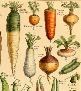 Adolphe Millot legume et plante potageres-pour tous cropped12