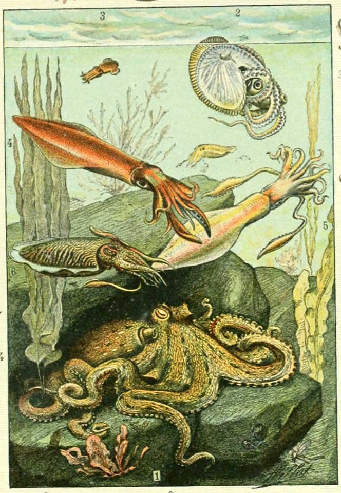 Adolphe Millot mollusques (cropped-03) 01