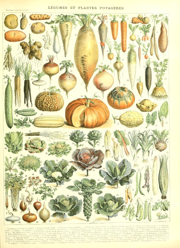 Adolphe Millot legume et plante potageres