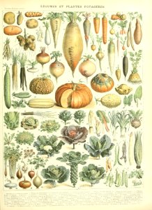 Adolphe Millot legume et plante potageres