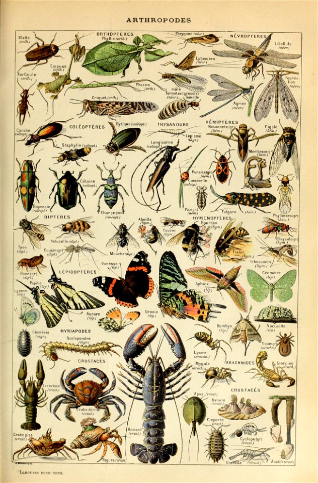 Adolphe Millot arthropodes-pour tous