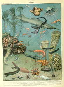 Adolphe Millot ocean A