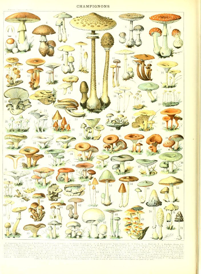 Adolphe Millot champignon-B