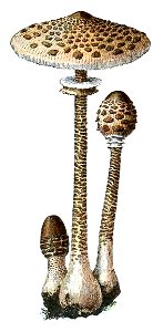 Adolphe Millot champignons-pour tous-fixed (012)