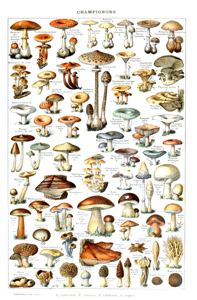 Adolphe Millot champignons-pour tous-fixed