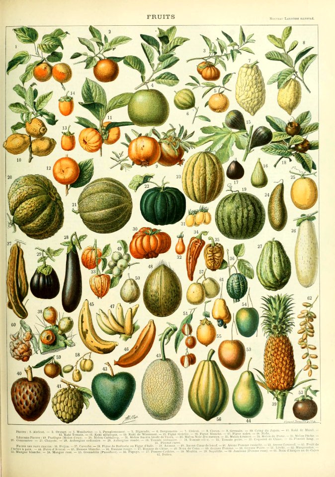 Adolphe Millot fruits B