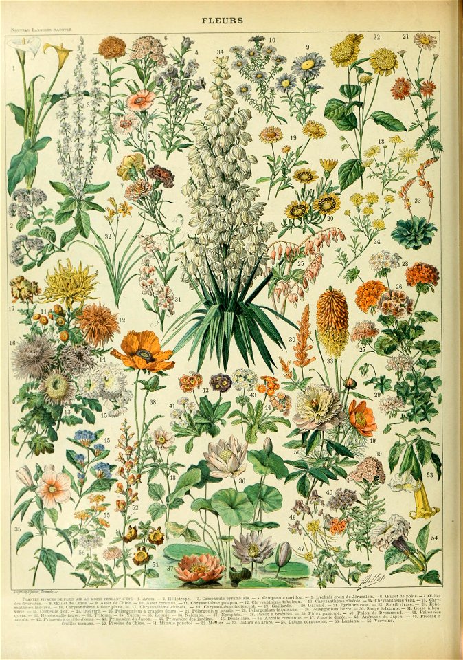 Adolphe Millot fleurs B