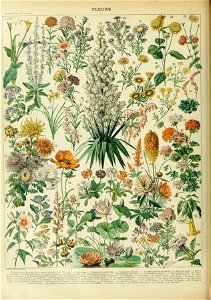 Adolphe Millot fleurs B