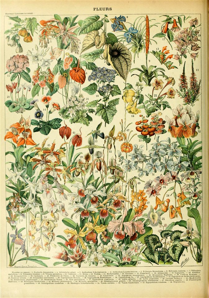 Adolphe Millot fleurs D