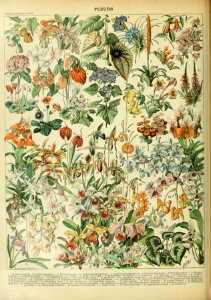 Adolphe Millot fleurs D
