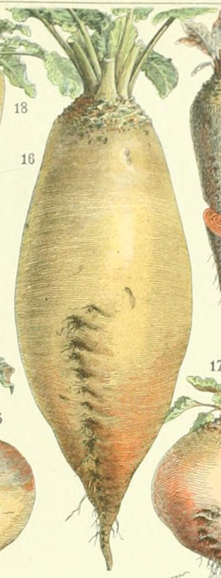 Adolphe Millot betterave de vauriac