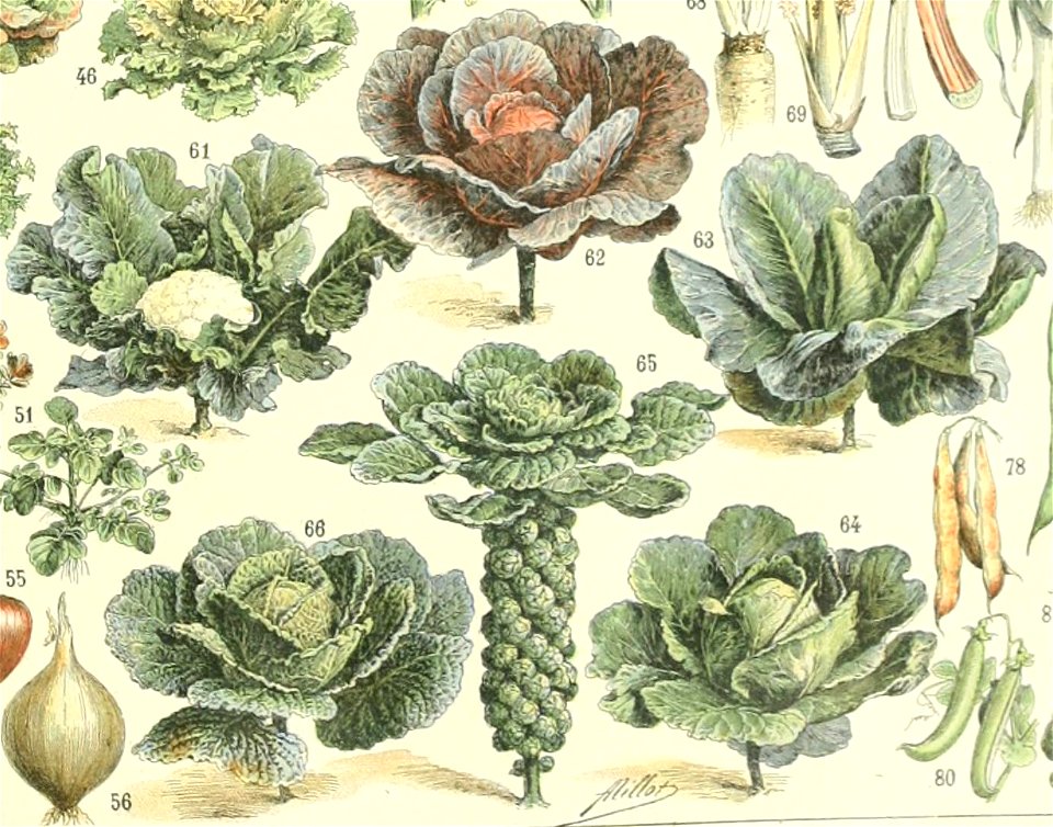 Adolphe Millot legume et plante potageres chous
