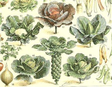 Adolphe Millot legume et plante potageres chous