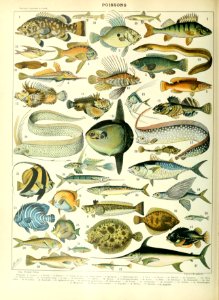 Adolphe Millot poissons A
