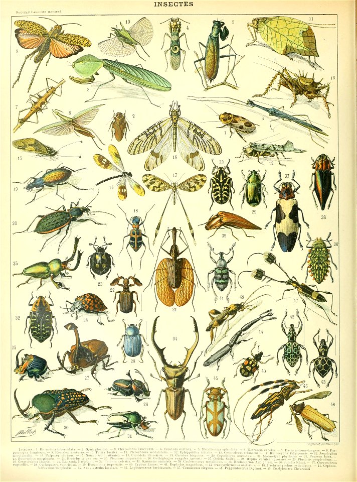 Adolphe Millot insectes A