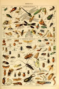 Adolphe Millot insectes