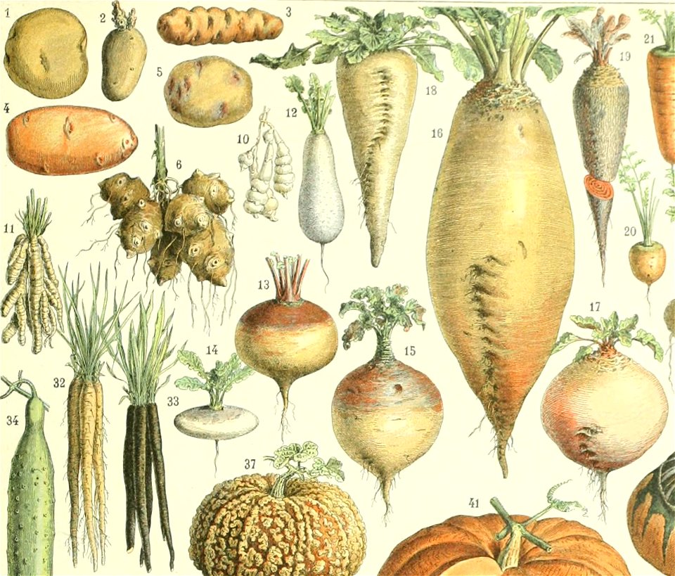 Adolphe Millot legume et plante potageres betteraves navets pommes de terre et autres