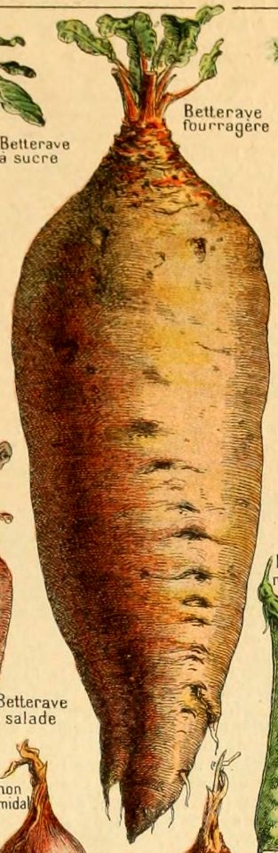 Adolphe Millot legume et plante potageres-pour tous betterave fourragere