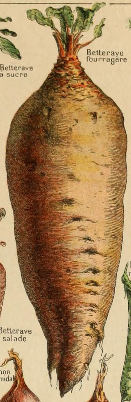 Adolphe Millot legume et plante potageres-pour tous betterave fourragere