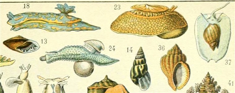 Adolphe Millot mollusques (cropped-03) 07