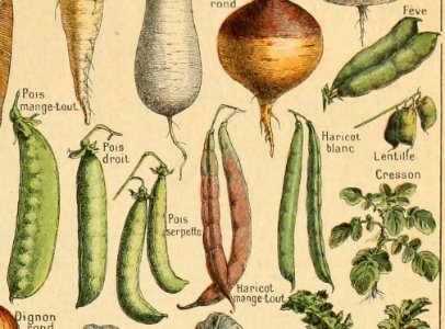 Adolphe Millot legume et plante potageres-pour tous cropped11