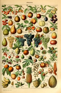 Adolphe Millot fruits-pour tous