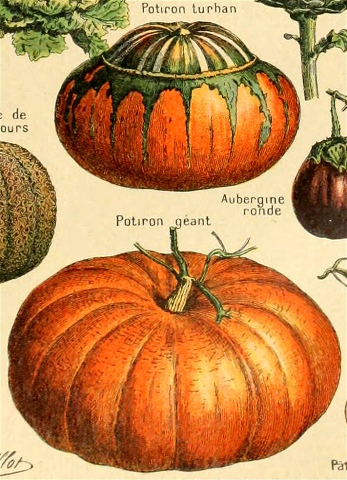 Adolphe Millot legume et plante potageres-pour tous cropped2