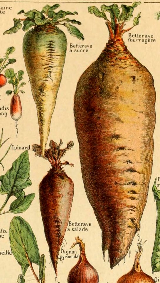 Adolphe Millot legume et plante potageres-pour tous cropped8