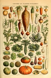 Adolphe Millot legume et plante potageres-pour tous