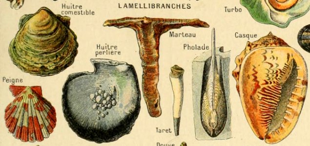 Adolphe Millot mollusques-pour tous (lamellibranches1)