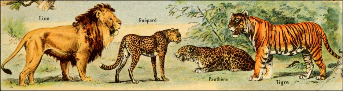 Adolphe Millot mammiferes B-pour tous (Panthera)