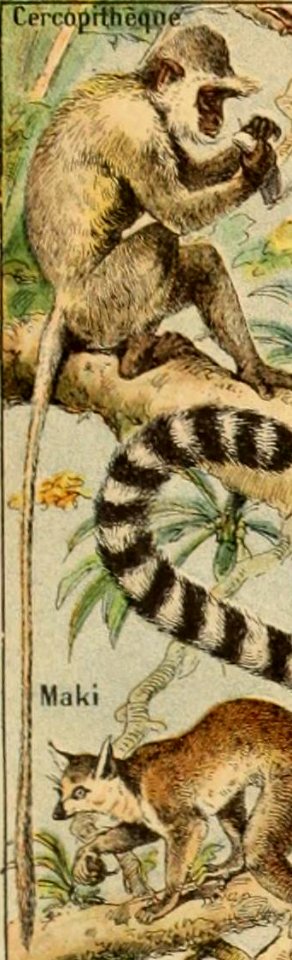 Adolphe Millot mammiferes B-pour tous cercopitheque
