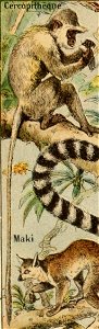 Adolphe Millot mammiferes B-pour tous cercopitheque