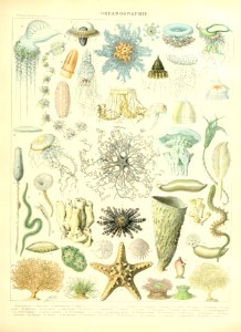 Adolphe Millot ocenaographie