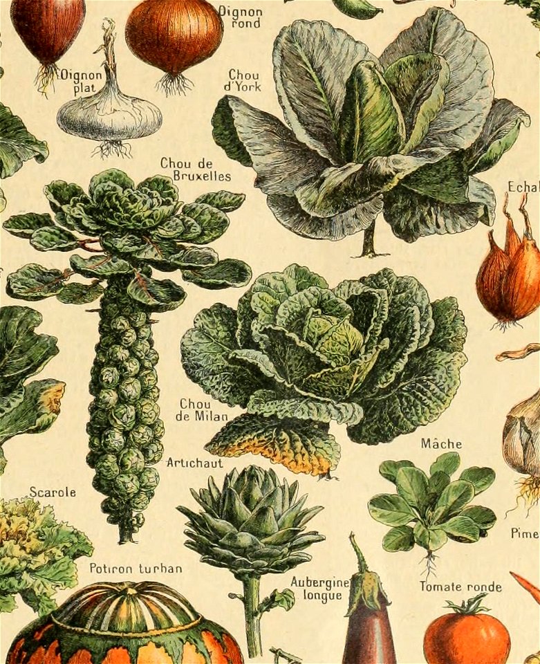 Adolphe Millot legume et plante potageres-pour tous cropped16