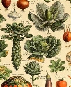 Adolphe Millot legume et plante potageres-pour tous cropped16