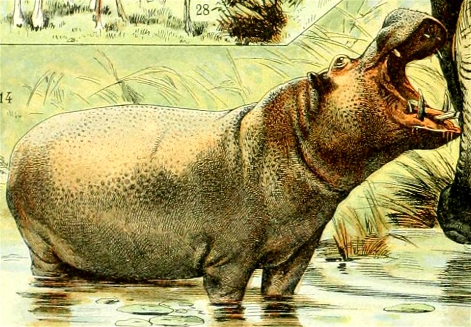 Adolphe Millot mammiferes B2 hippopotame