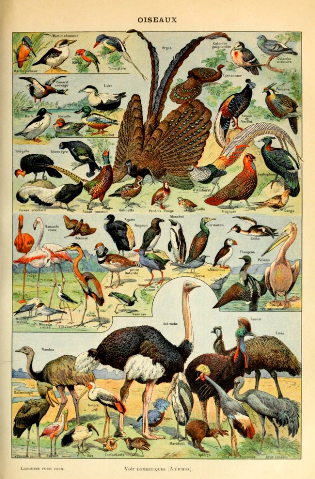 Adolphe Millot oiseaux-pour tous B