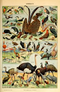 Adolphe Millot oiseaux-pour tous B