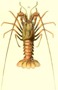Adolphe Millot crustaces-fig20-Lobster