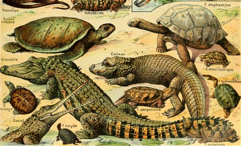 Adolphe Millot reptiles-pour tous (cropped)