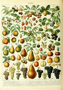 Adolphe Millot fruits A. Free illustration for personal and commercial use.