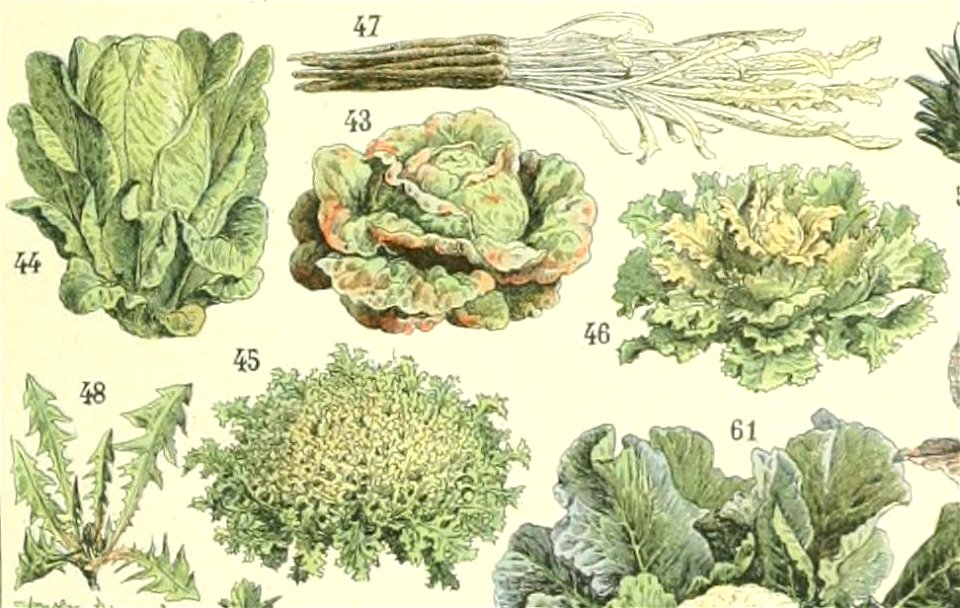 Adolphe Millot legume et plante potageres chicorees et autres